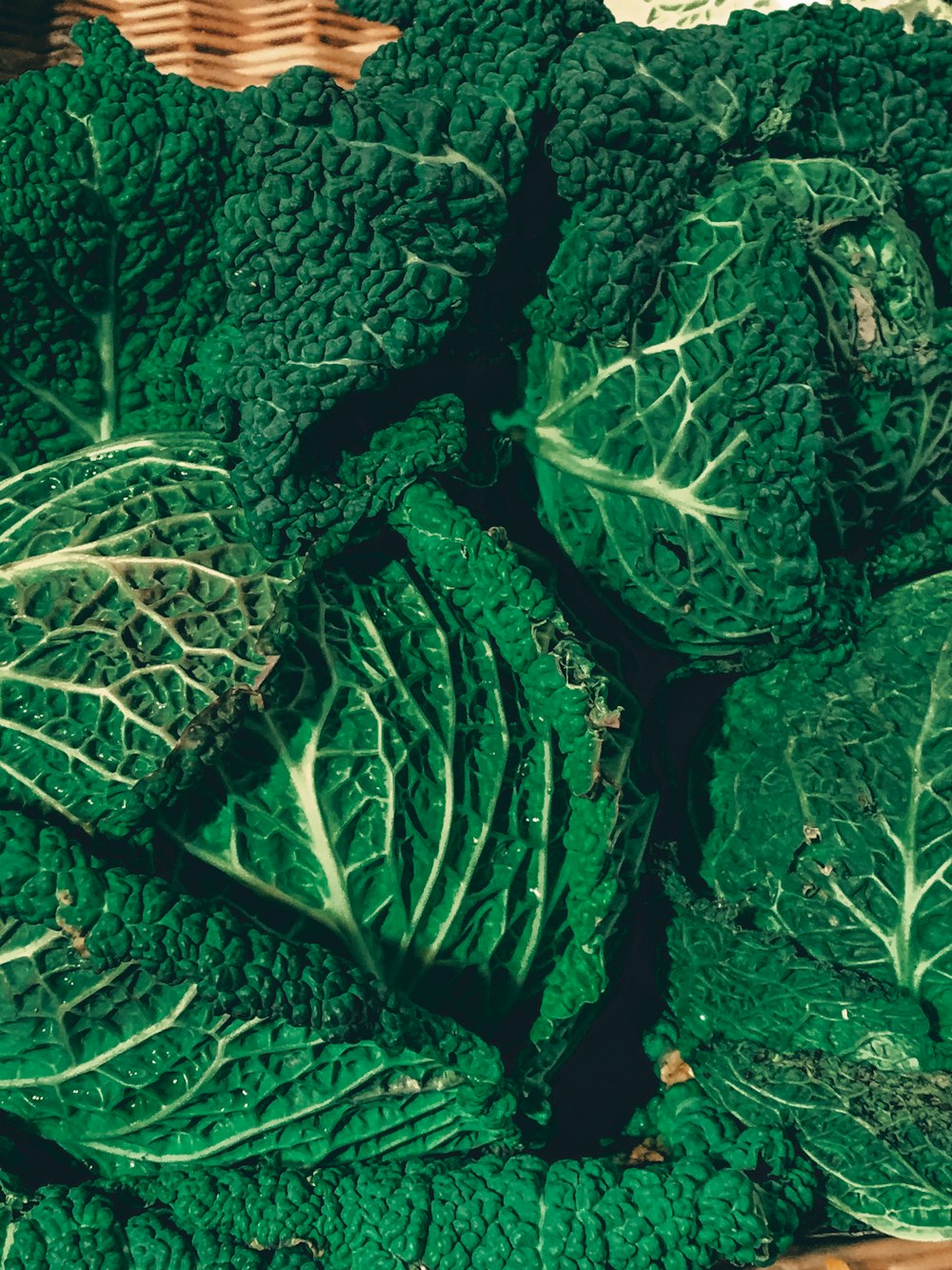 green and white leaf plant