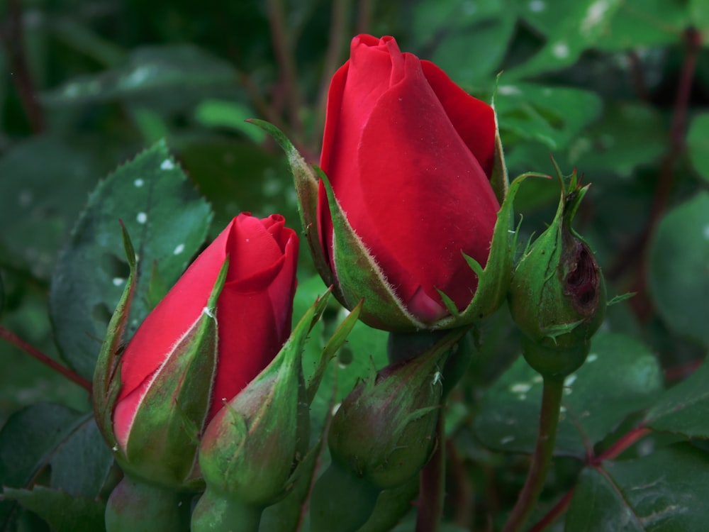 昼間に咲く赤いバラ
