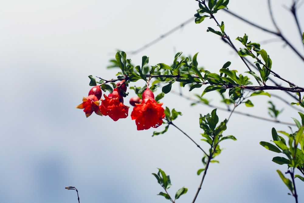 red flower on brown stem