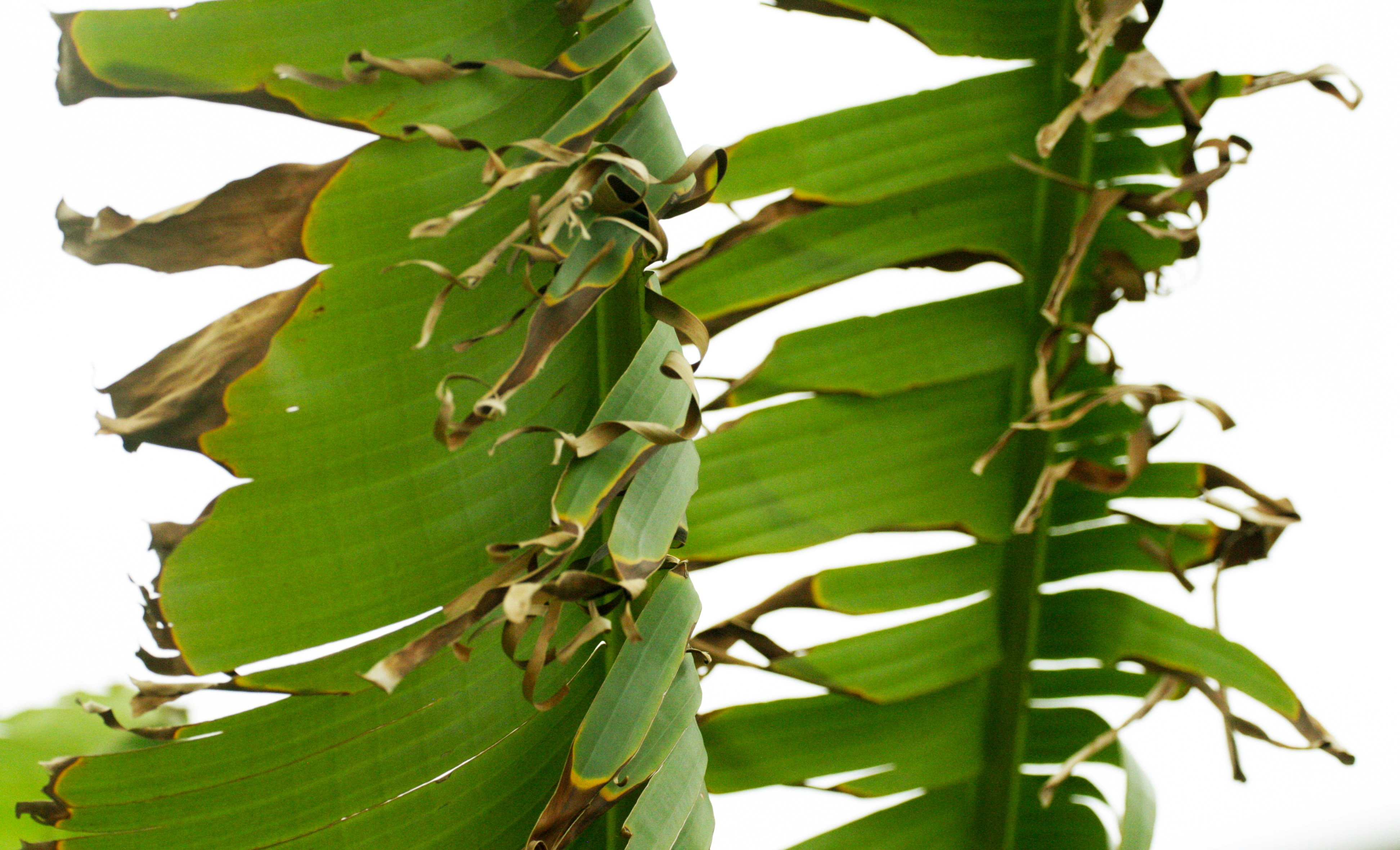 Banana Leaves