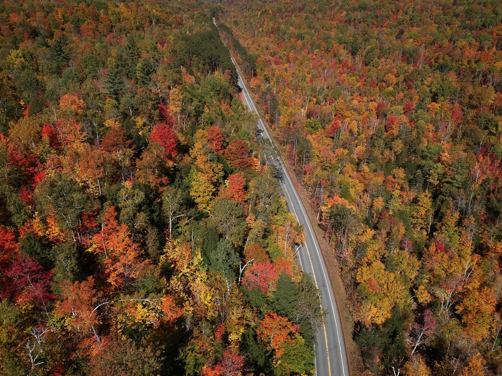 aerial view of road in the middle of trees