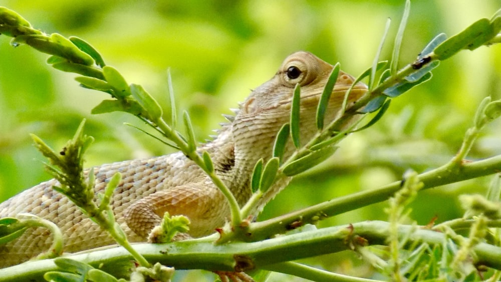 brown lizard on green grass during daytime