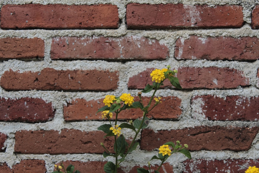 yellow flowers beside red brick wall
