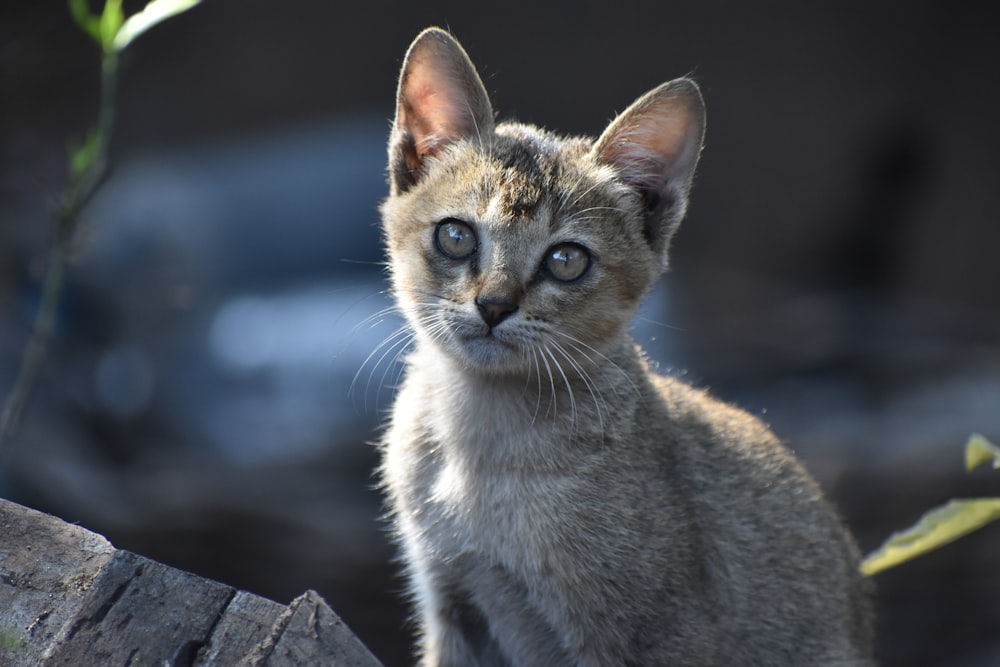 brown tabby cat on gray concrete