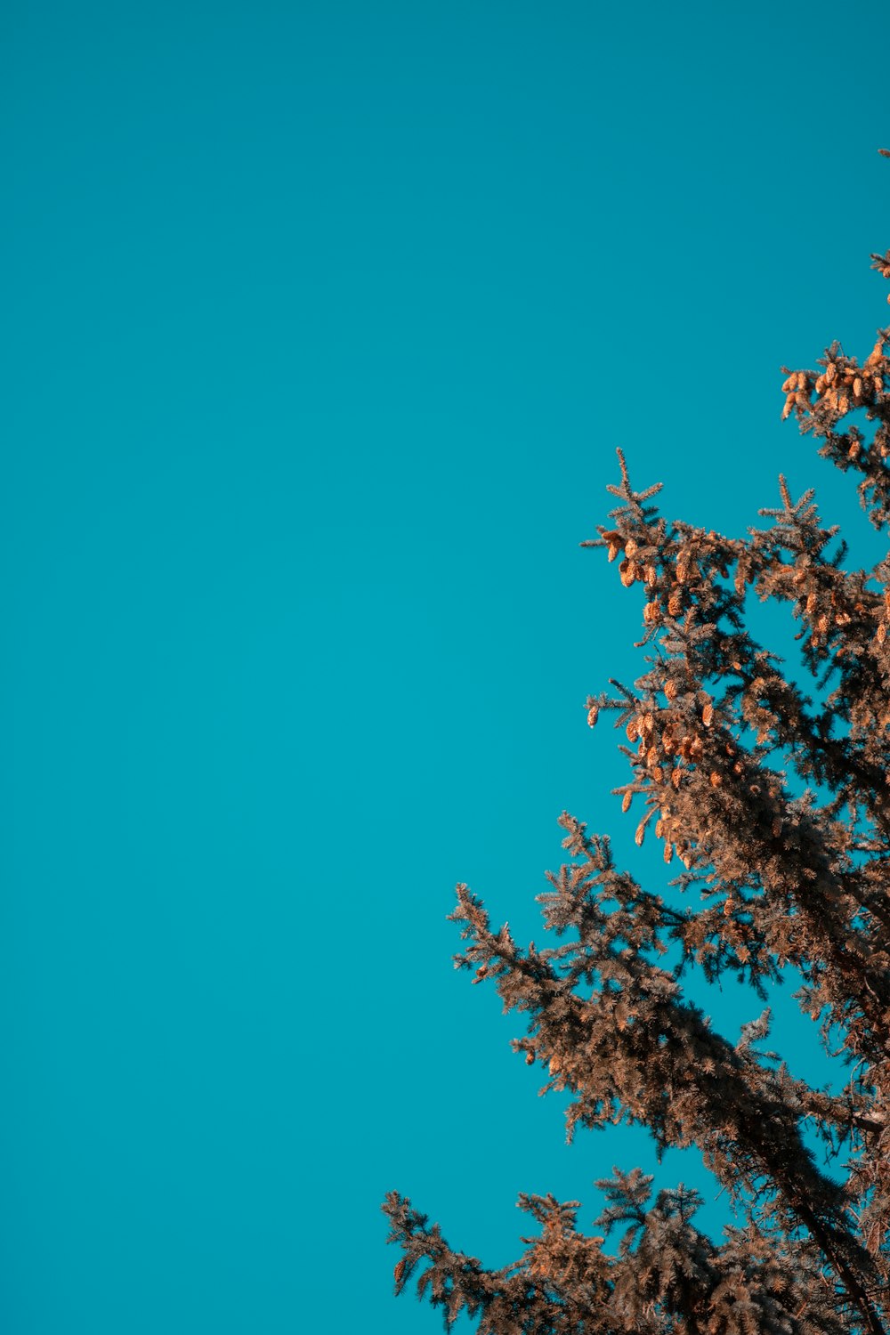 green and brown tree under blue sky during daytime