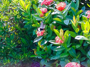 An enchanted garden with flowers and butterflies waiting for bright colors.