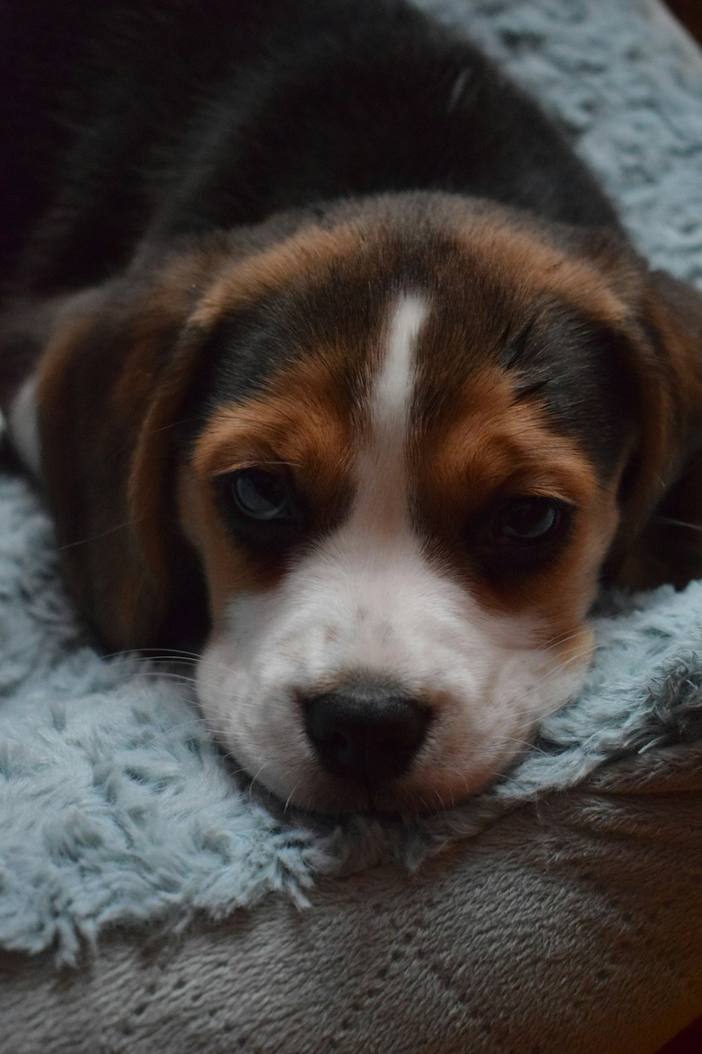 tricolor beagle on white textile