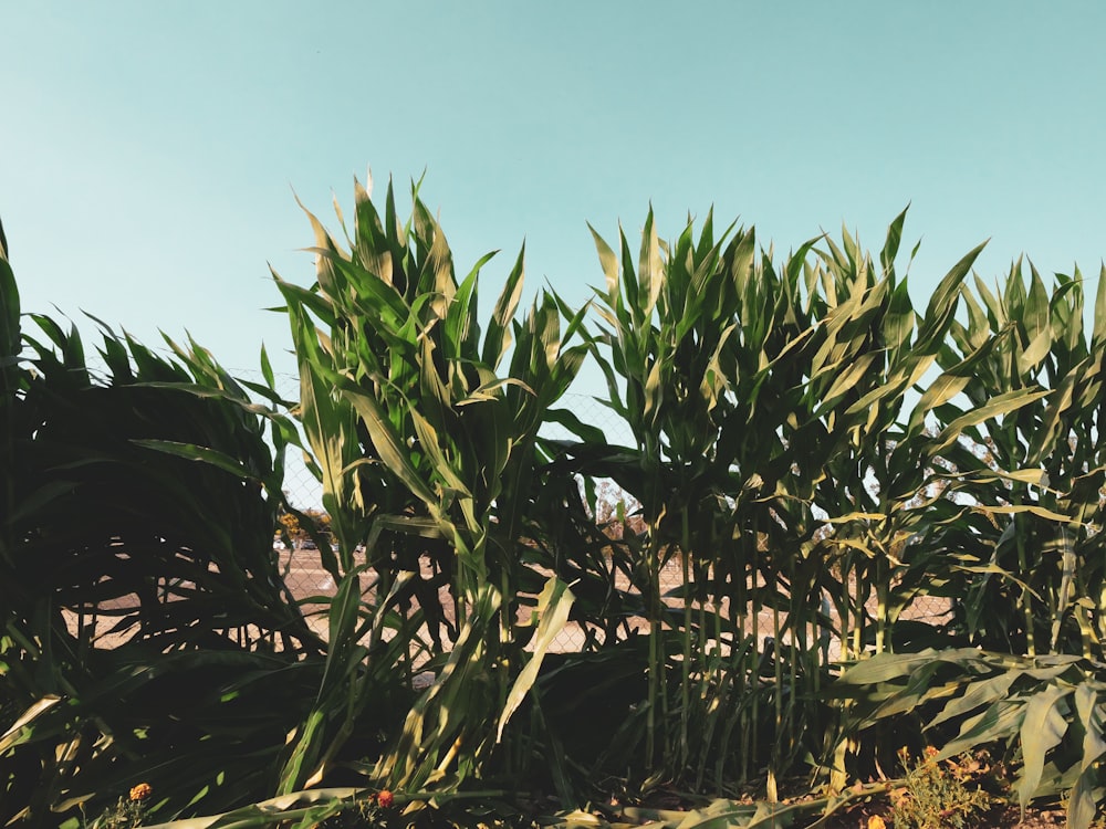 green corn plant under blue sky during daytime