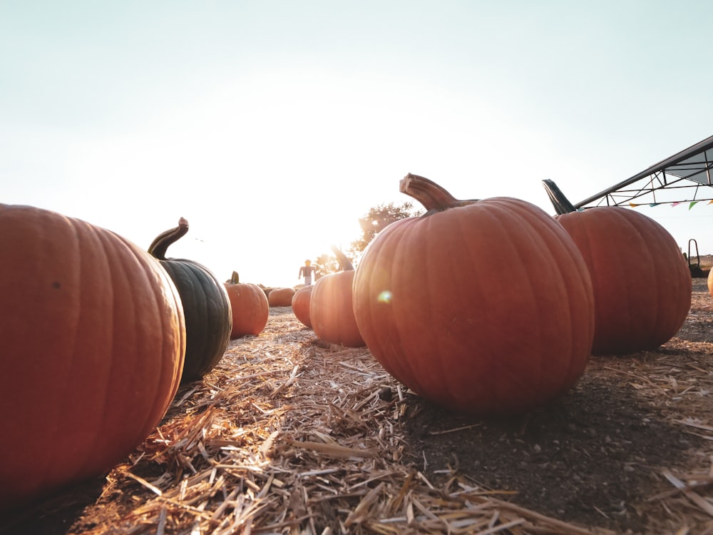 orange pumpkin on brown dried grass during daytime