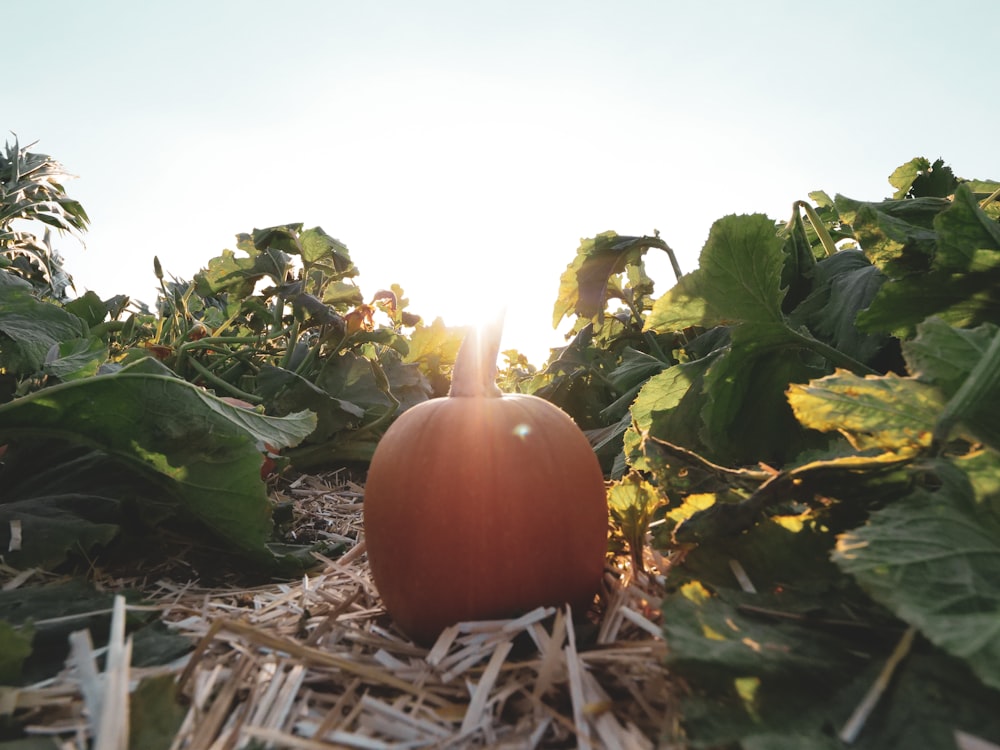 pumpkin on ground with green leaves