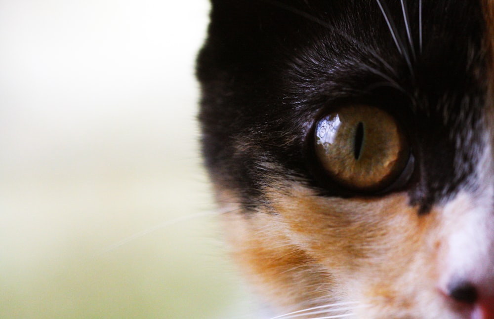 brown and white cat with blue eyes