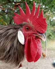 A close-up of a rooster showcasing its vibrant red comb and wattles. The rooster has a fierce-looking eye and detailed feathers, with a blurred natural background including trees and another chicken in the distance.