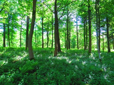 green grass and brown trees