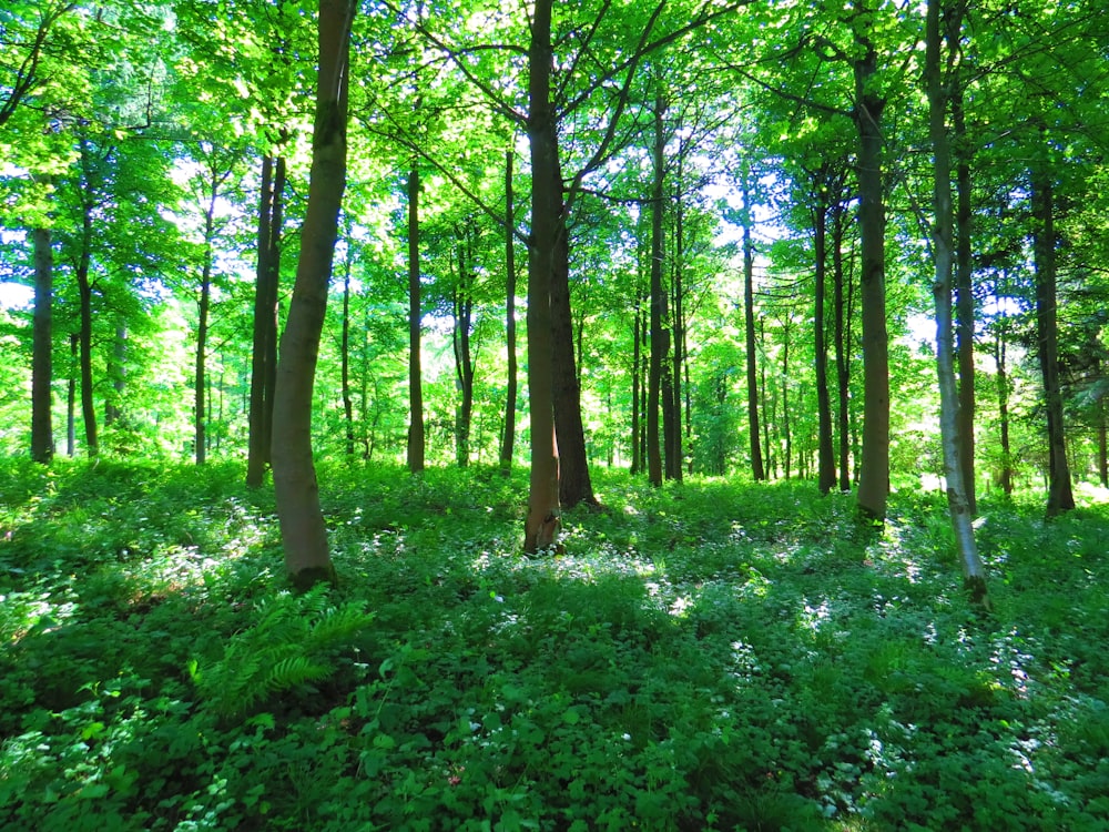 green grass and brown trees