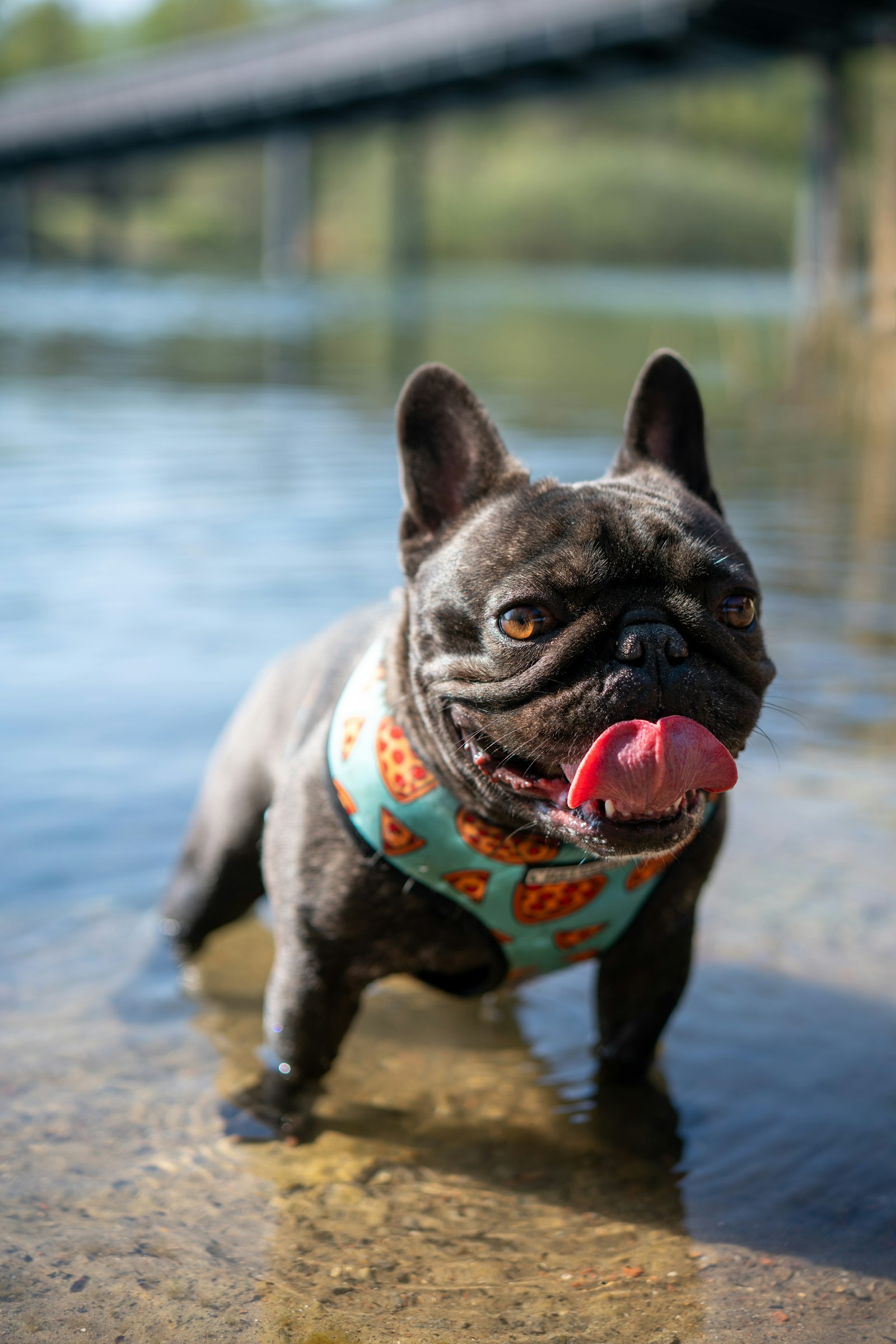 Sony a7R II + Samyang AF 45mm F1.8 FE sample photo. Fawn pug with red photography