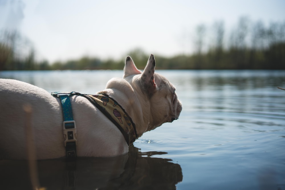 brown short coated dog on brown rock near body of water during daytime