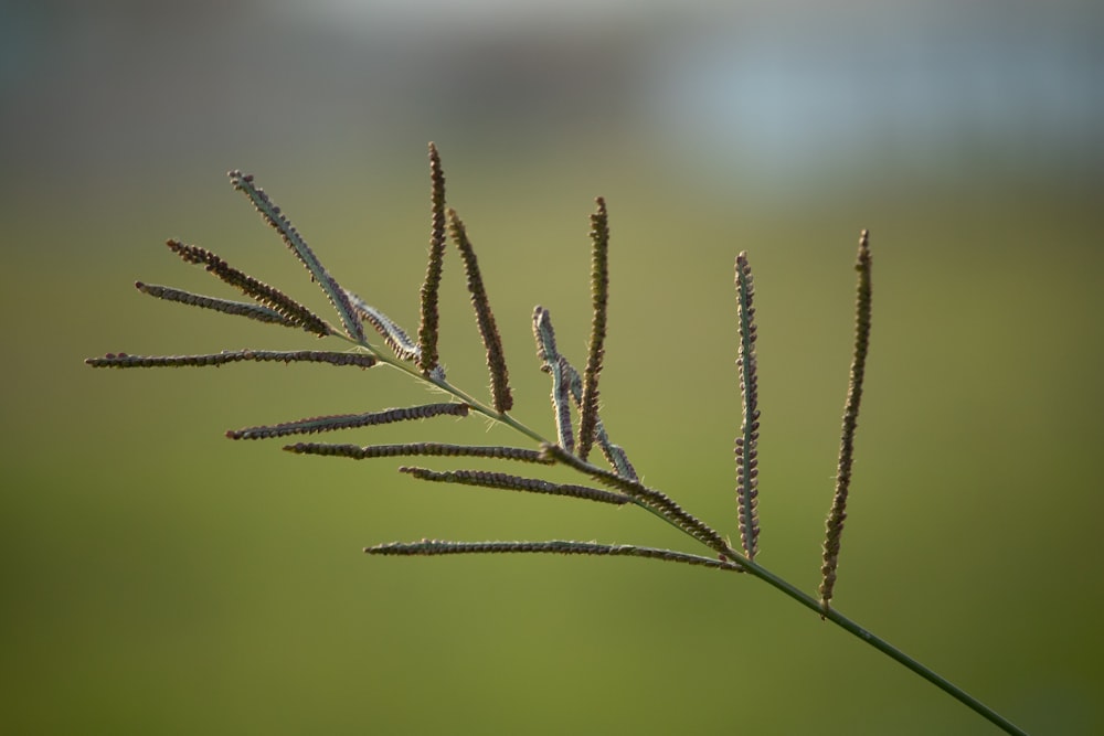 Braune Pflanze in Nahaufnahmen