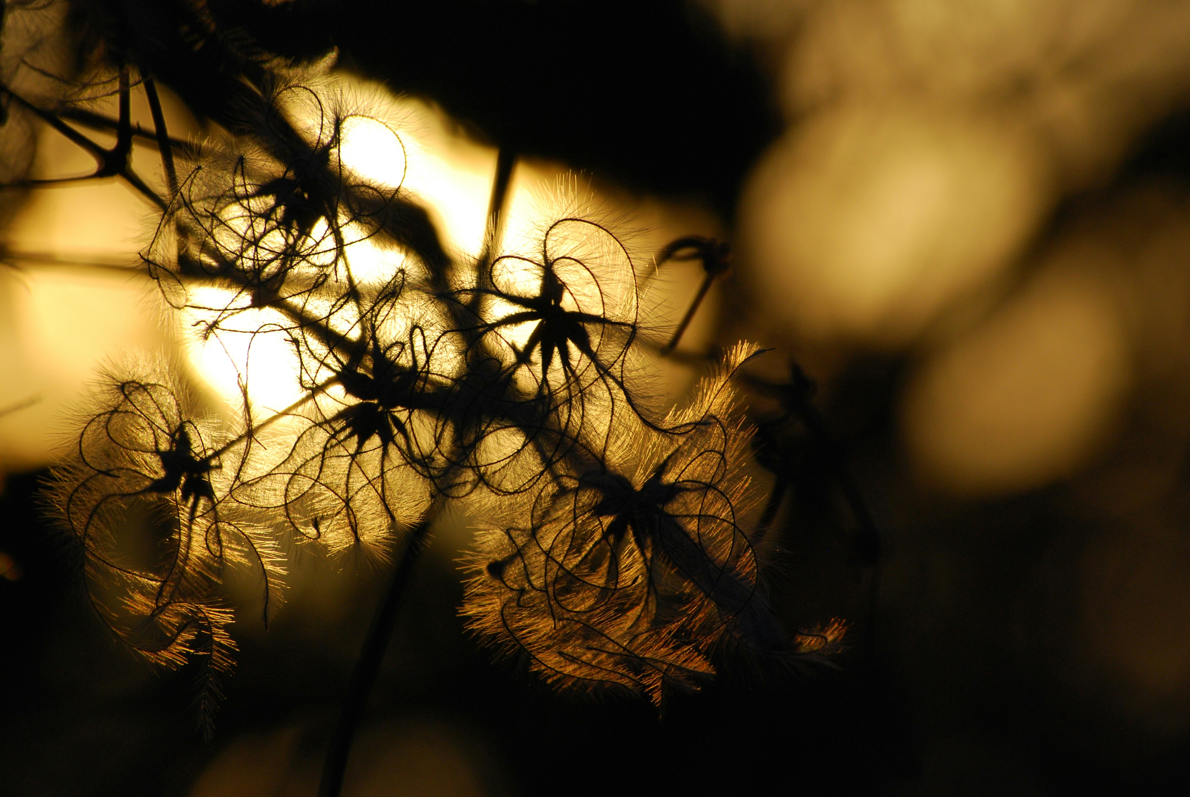 silhouette of plant during sunset