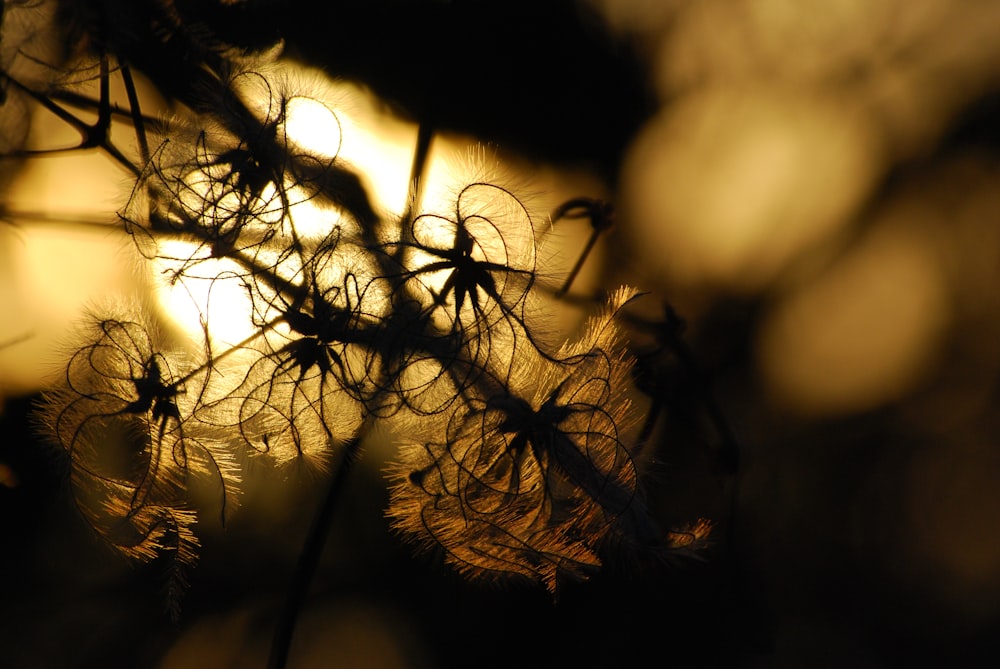 silhouette of plant during sunset