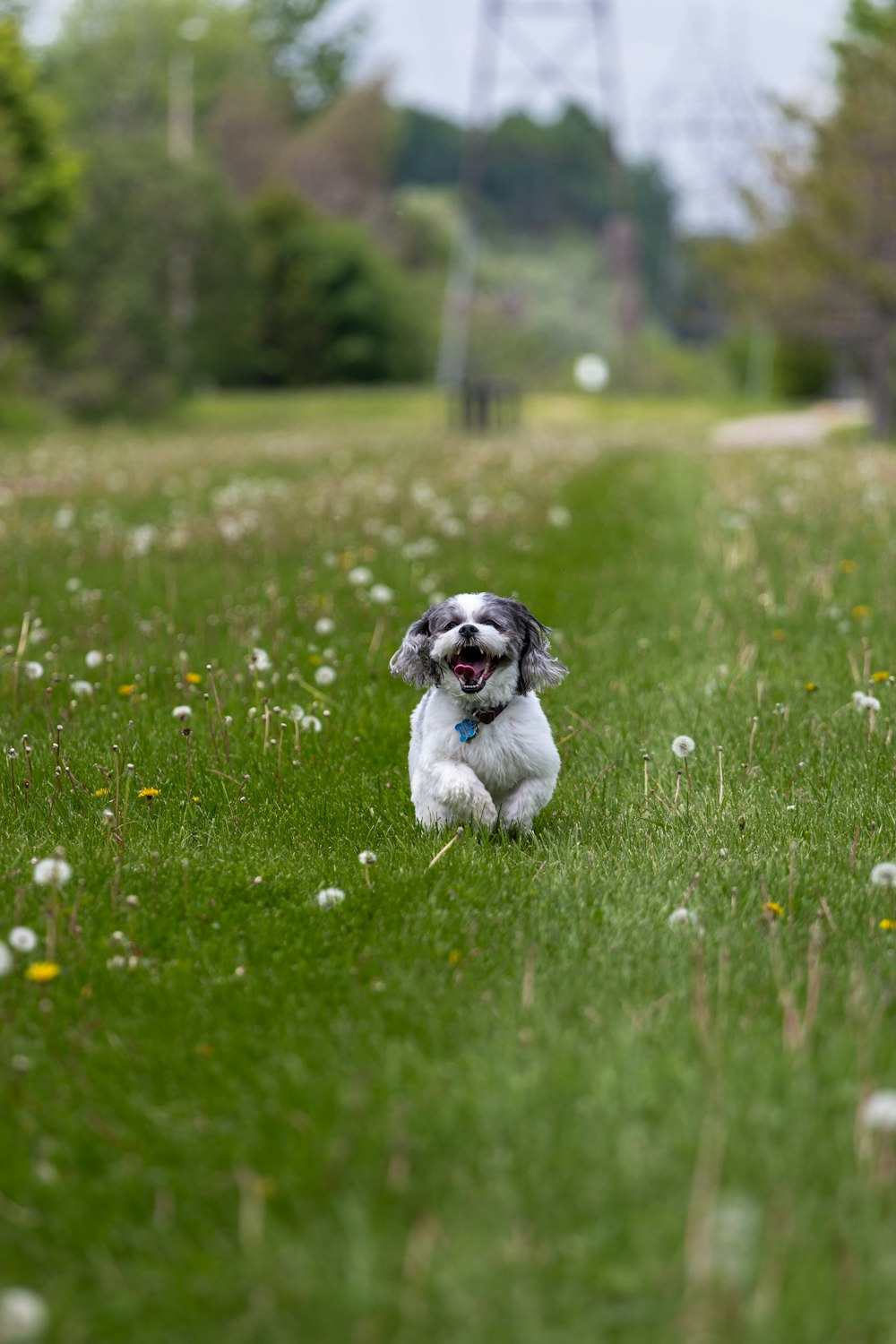 white and black shih tzu puppy on green grass field during daytime