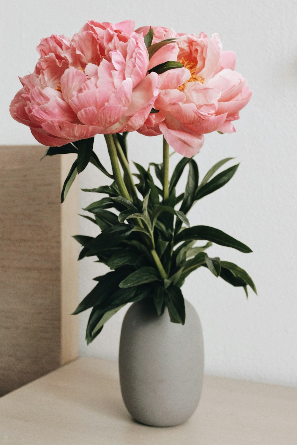 flor cor-de-rosa no vaso de cerâmica branco