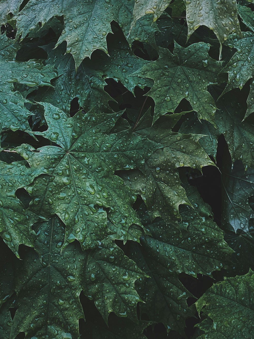 green leaves with water droplets