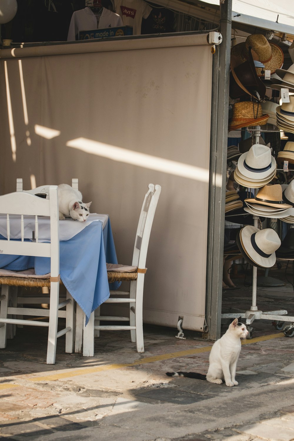 white short coated medium sized dog on blue and white chair