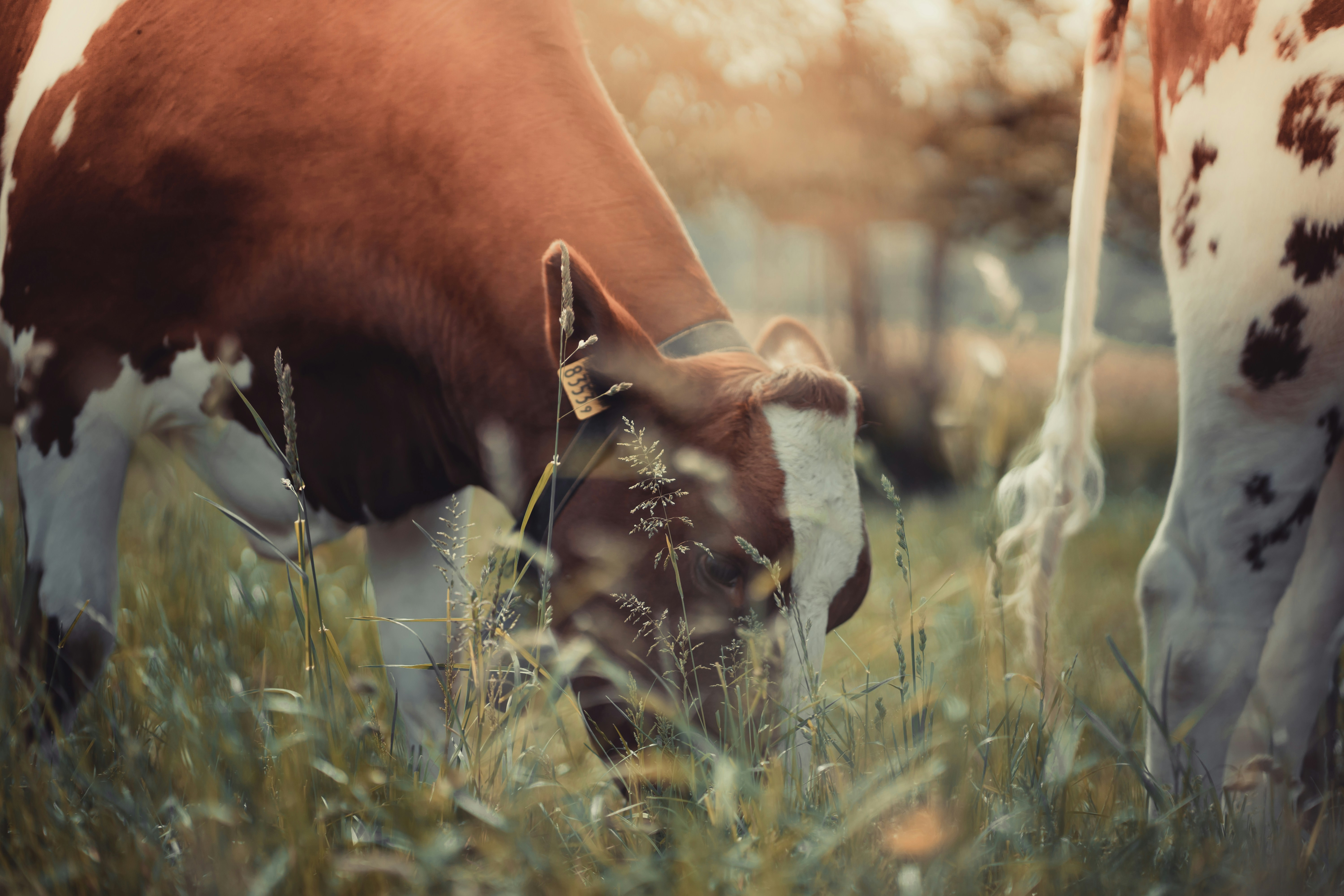 電気代削減しながらペットの健康を維持する環境管理術とは？ペット健康節約関連画像