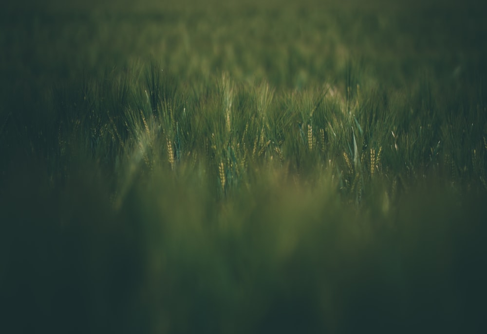 green grass field during daytime