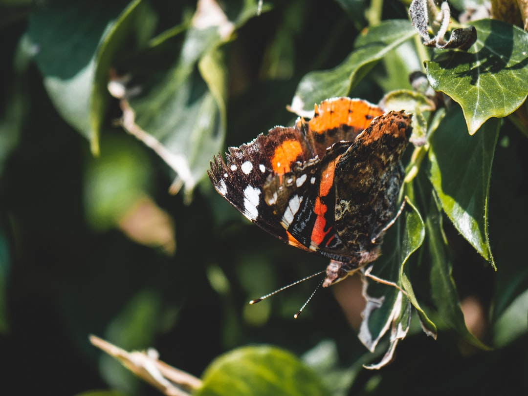 orange black and white butterfly perched on green leaf