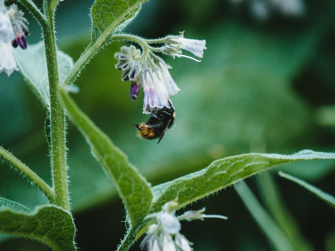 black and yellow bee on purple flower