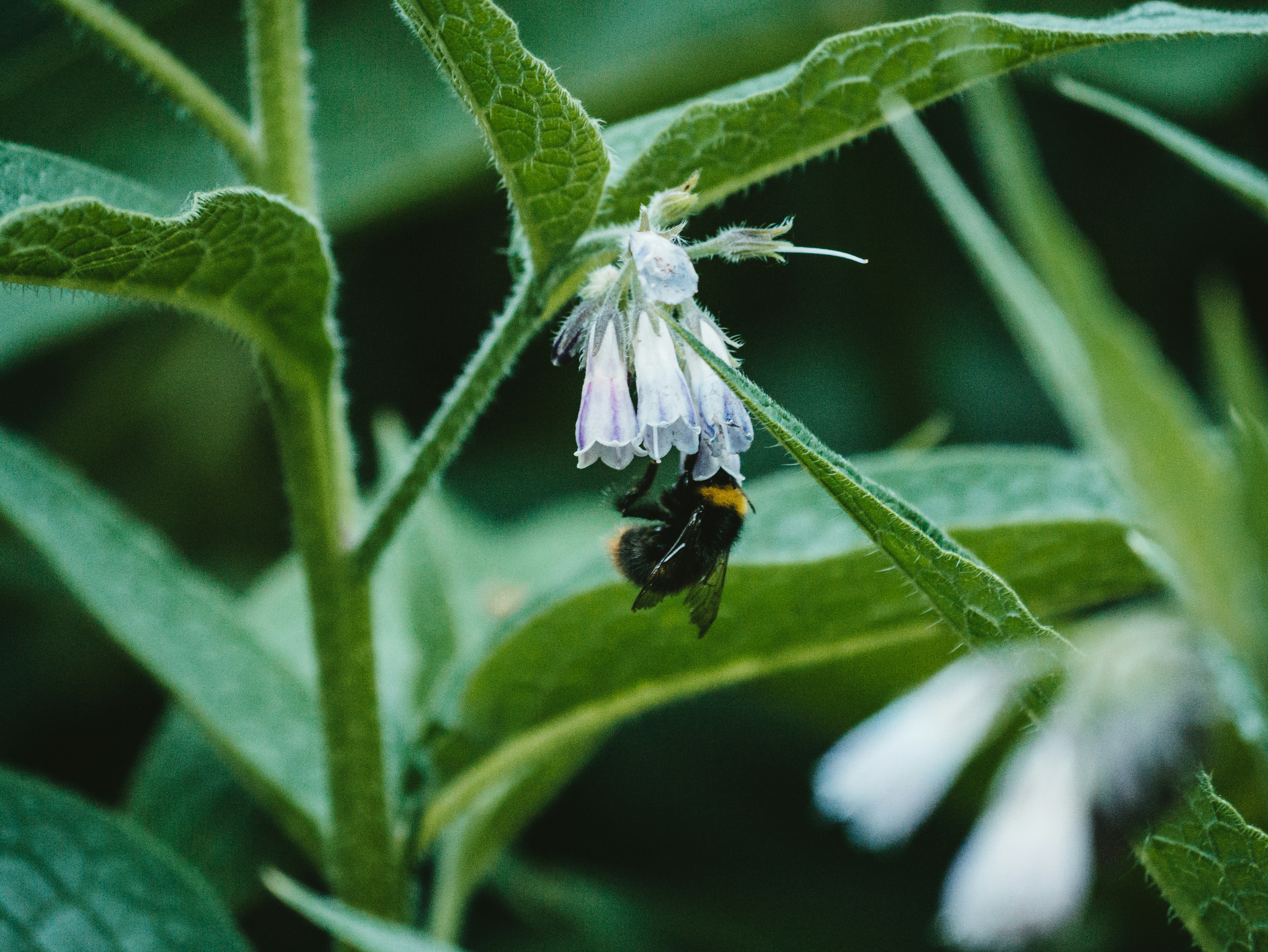 black and yellow bee on green leaf