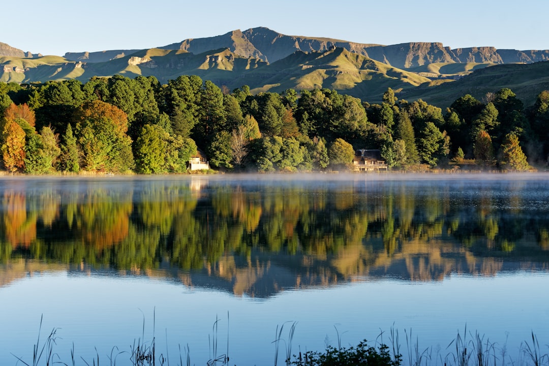 green trees near lake during daytime