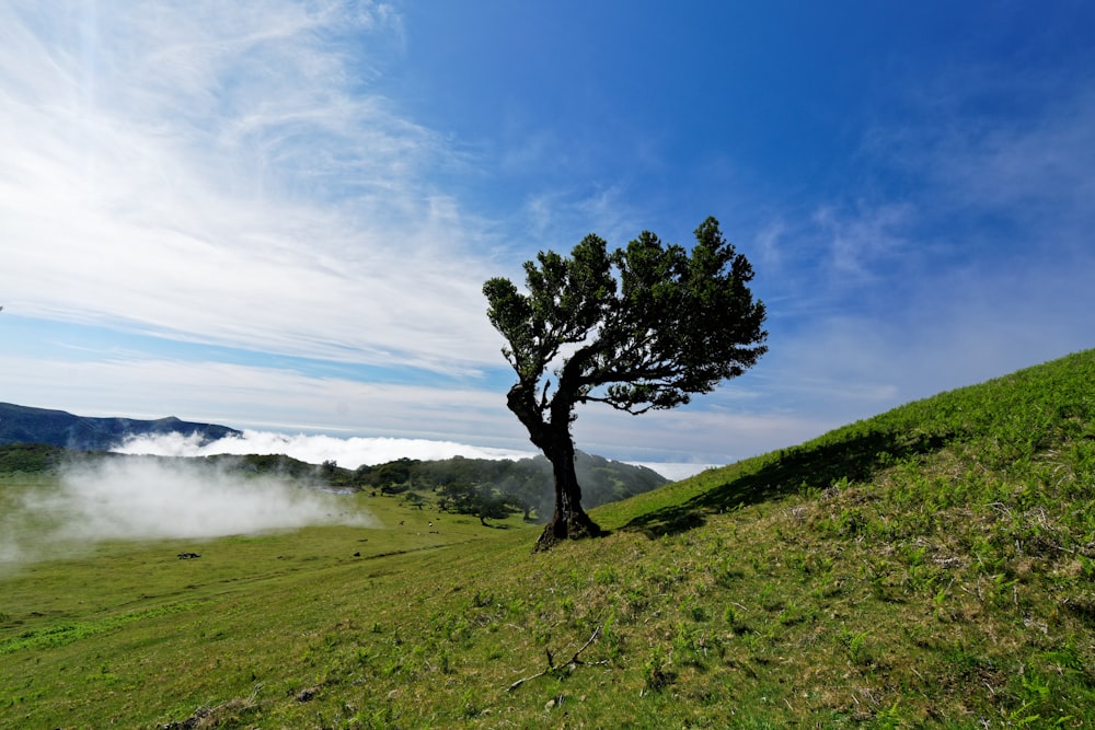 albero verde su campo di erba verde sotto cielo blu durante il giorno