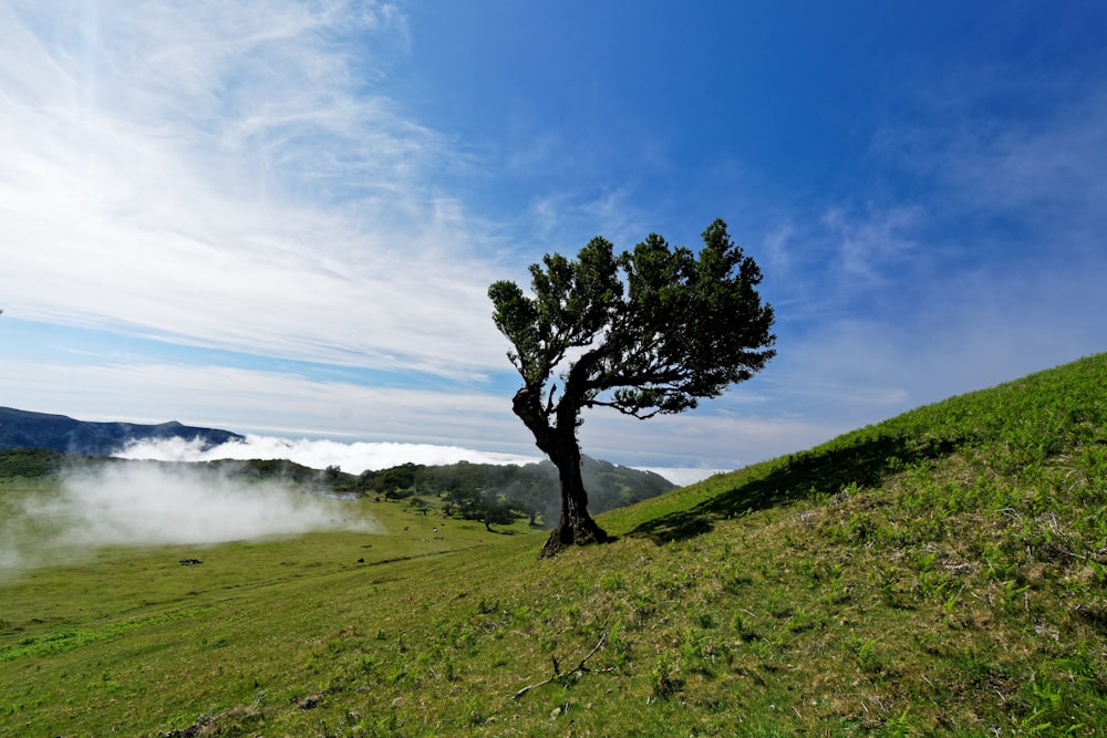 green tree on green grass field under blue sky during daytime