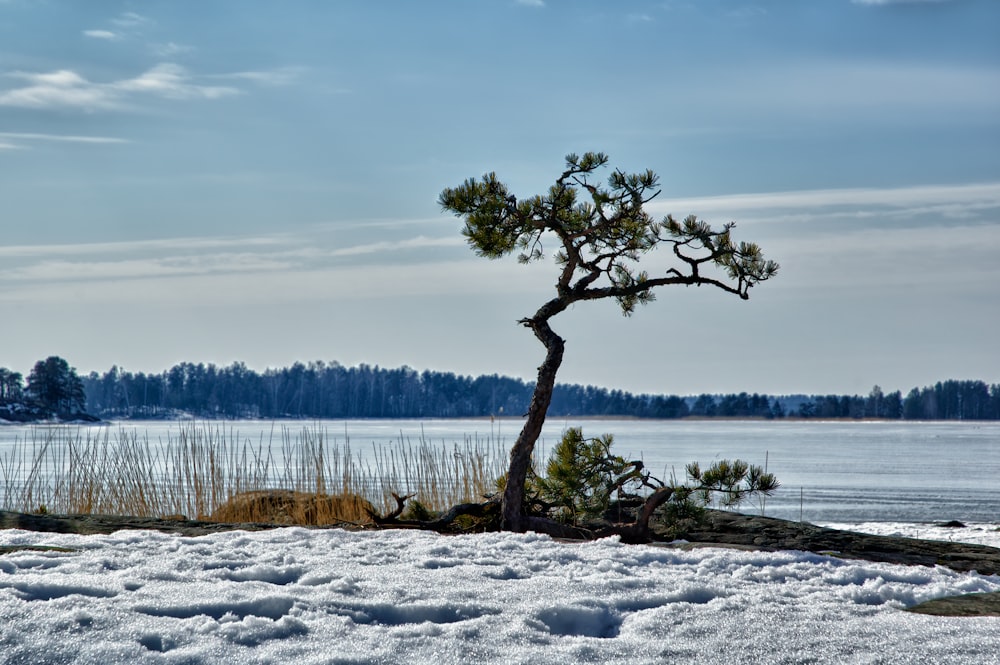 green tree on snow covered ground during daytime