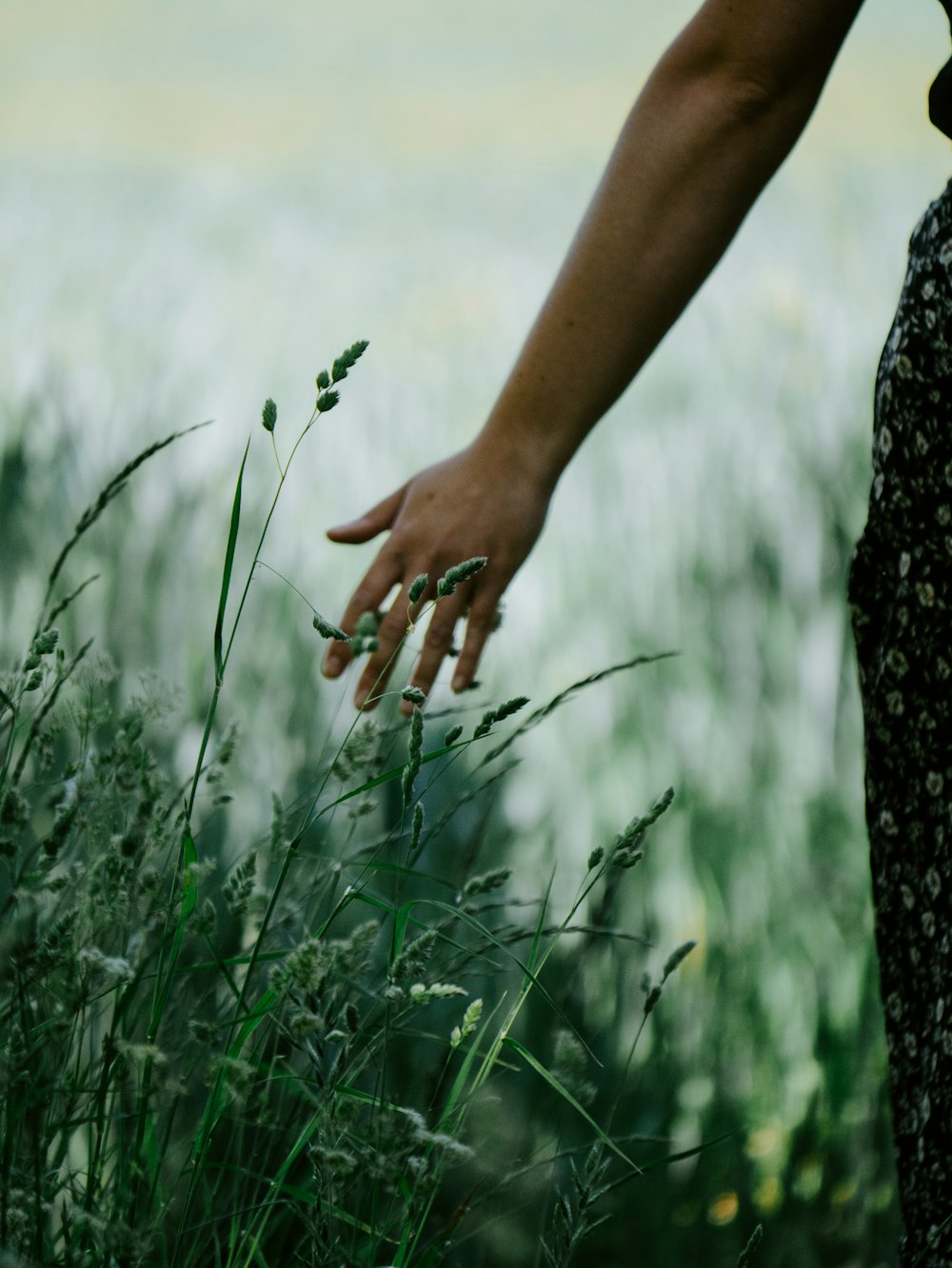 person holding white dandelion flower