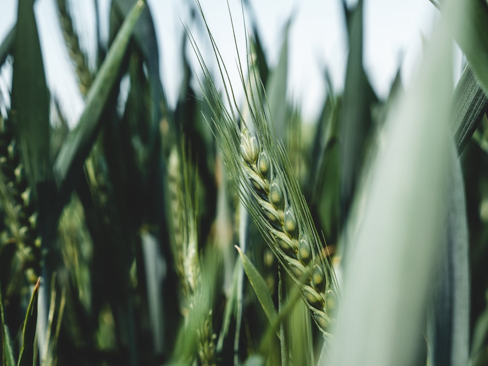 green wheat in close up photography