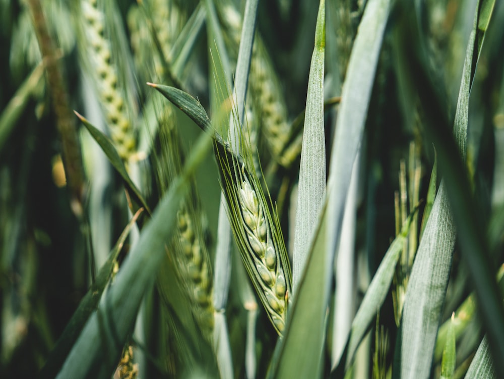 green wheat in close up photography