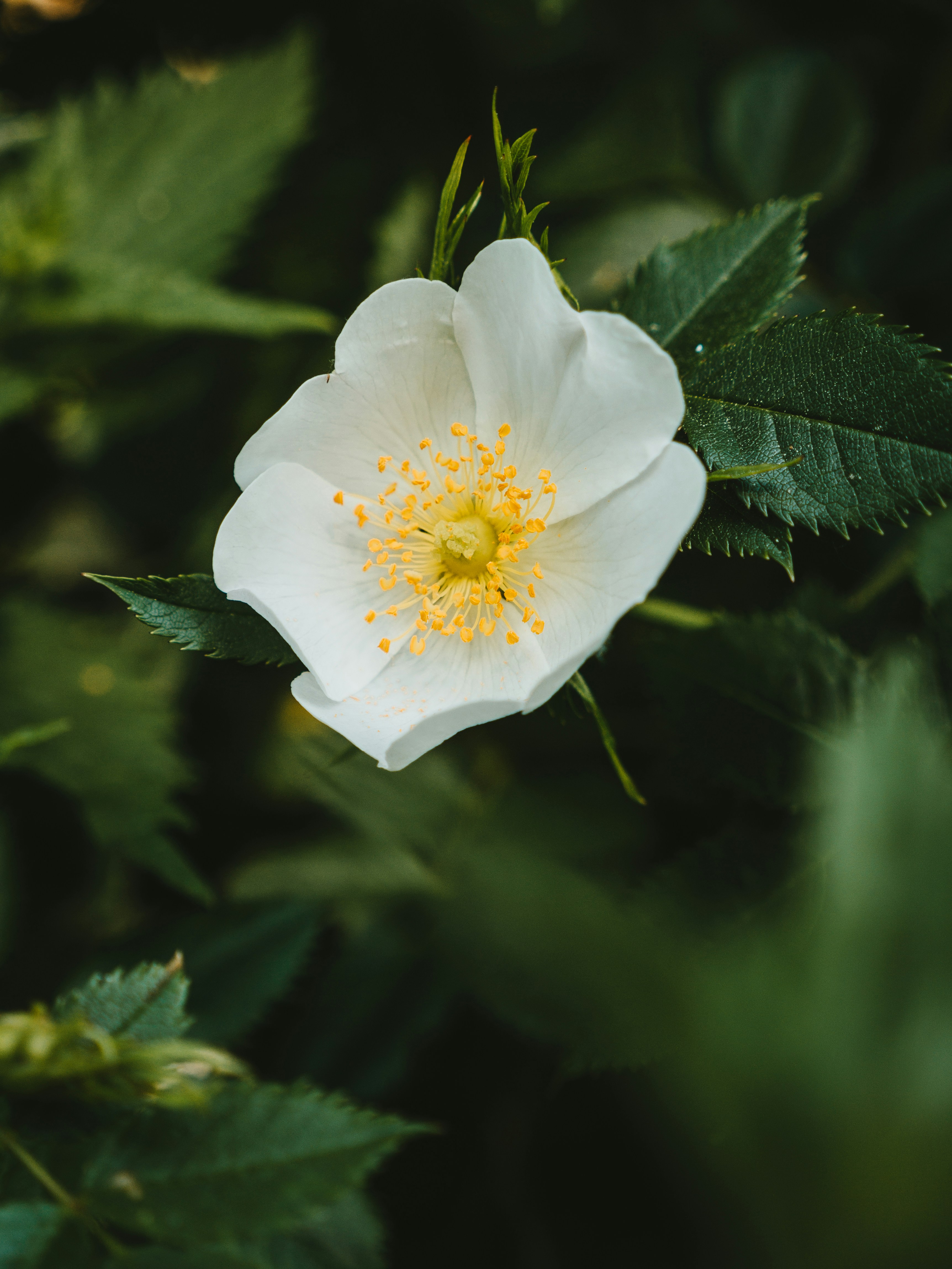 Photo by mattseymour