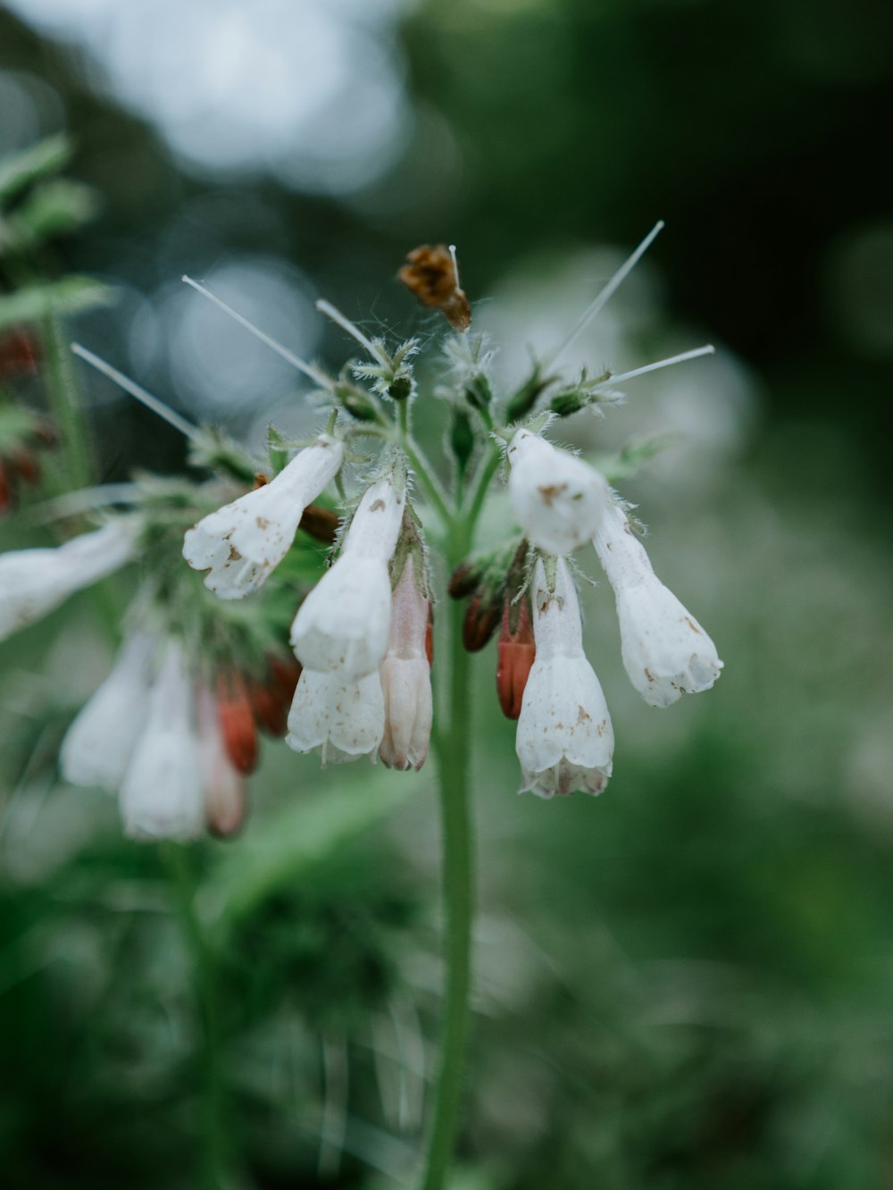 farfalla marrone e nera su fiore bianco