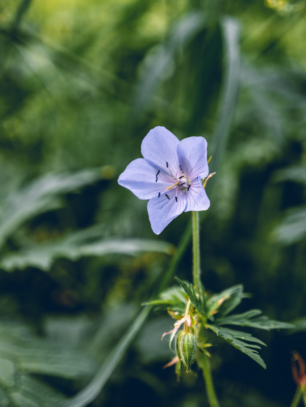 blue flower in tilt shift lens