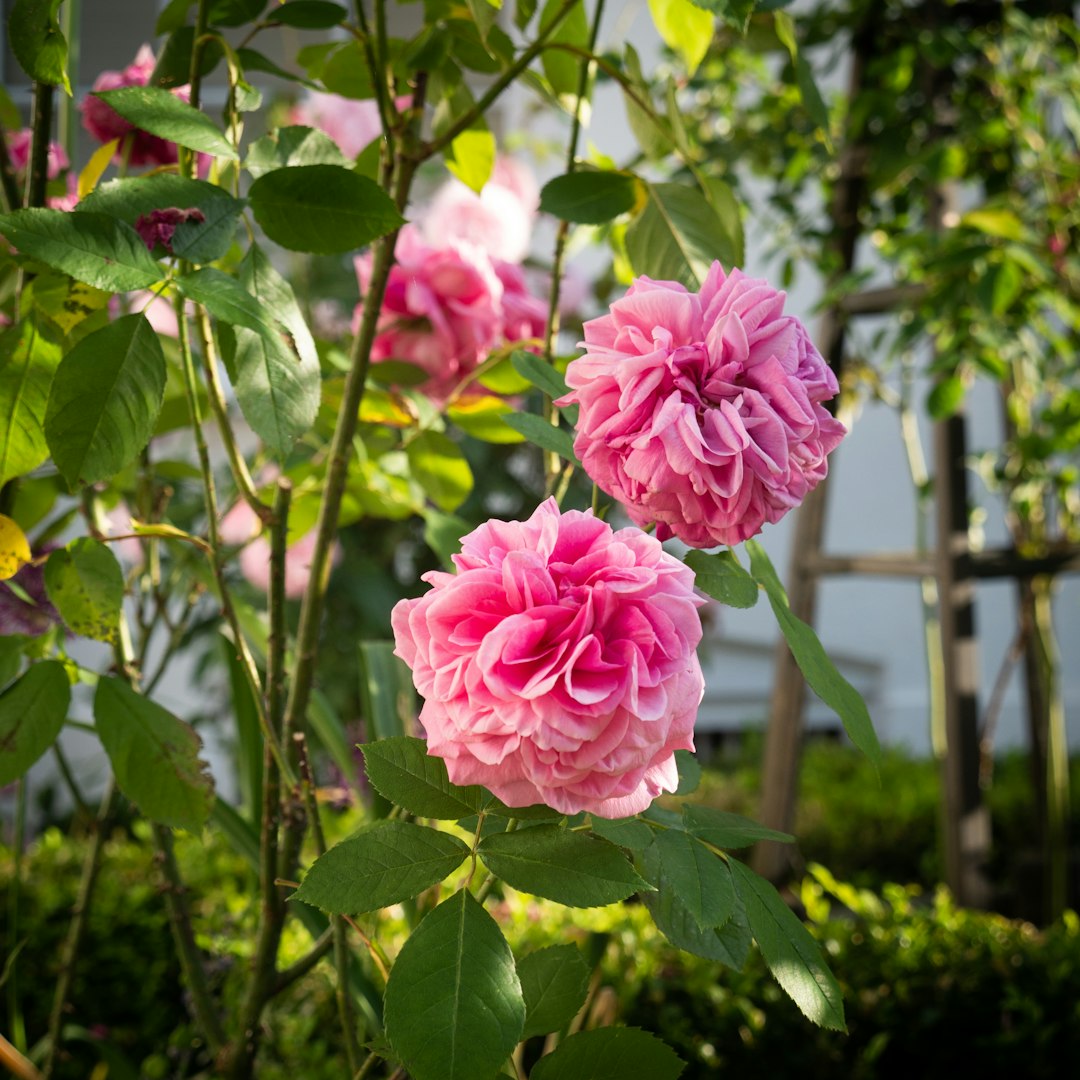 pink flower with green leaves