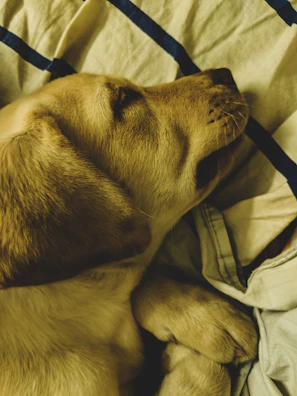 A close-up of a sleepy brown puppy curled up on a soft blanket.