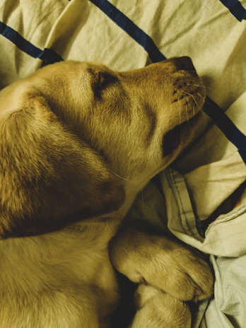 Close-up of a fluffy yorkshire puppy resting peacefully on a soft blanket.