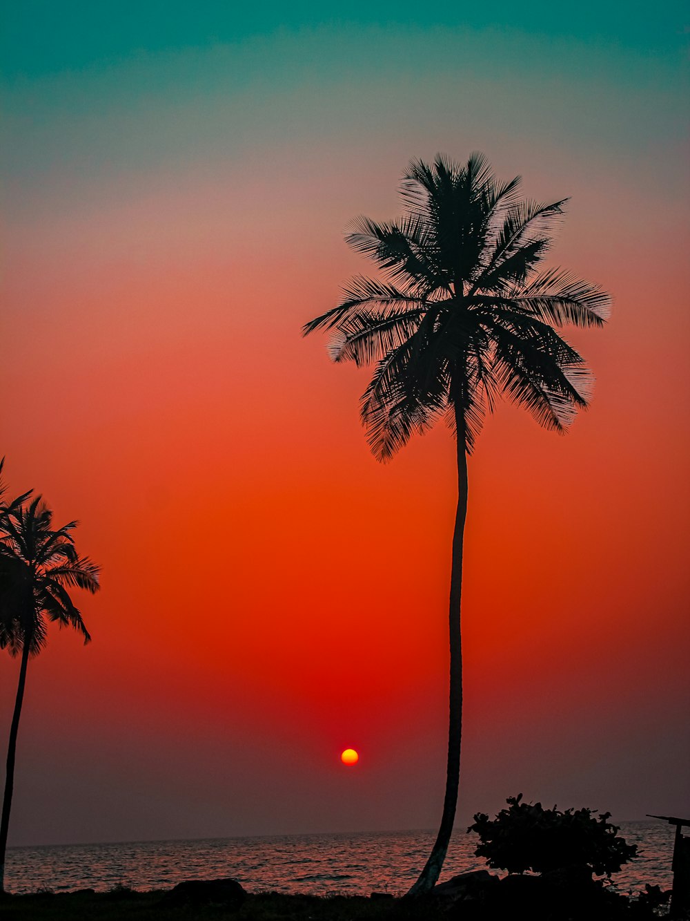 palm tree during golden hour