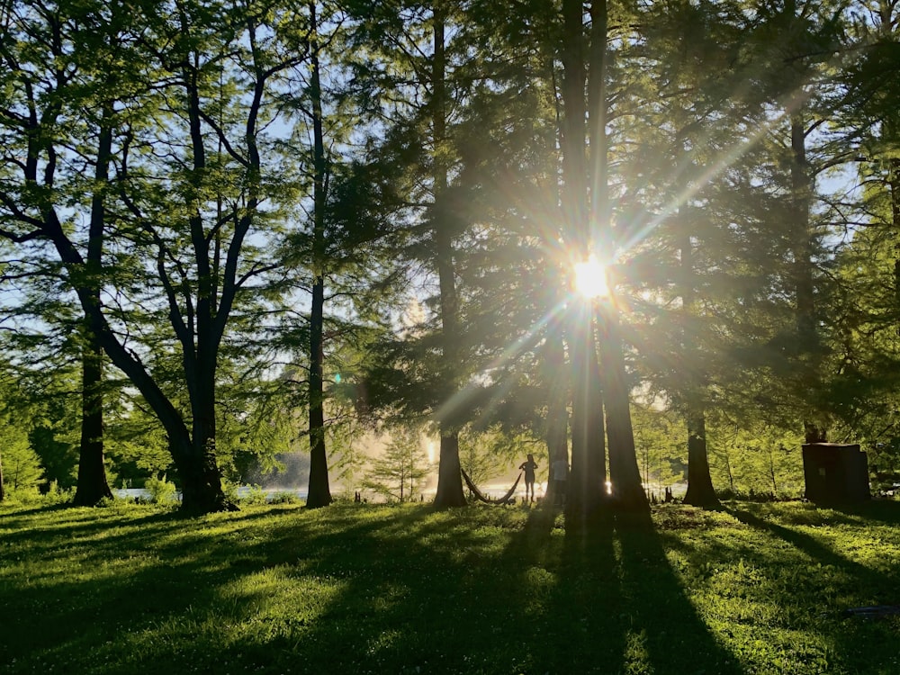 green trees on green grass field during daytime