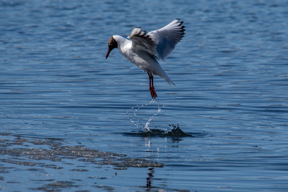 white and black bird flying over body of water during daytime