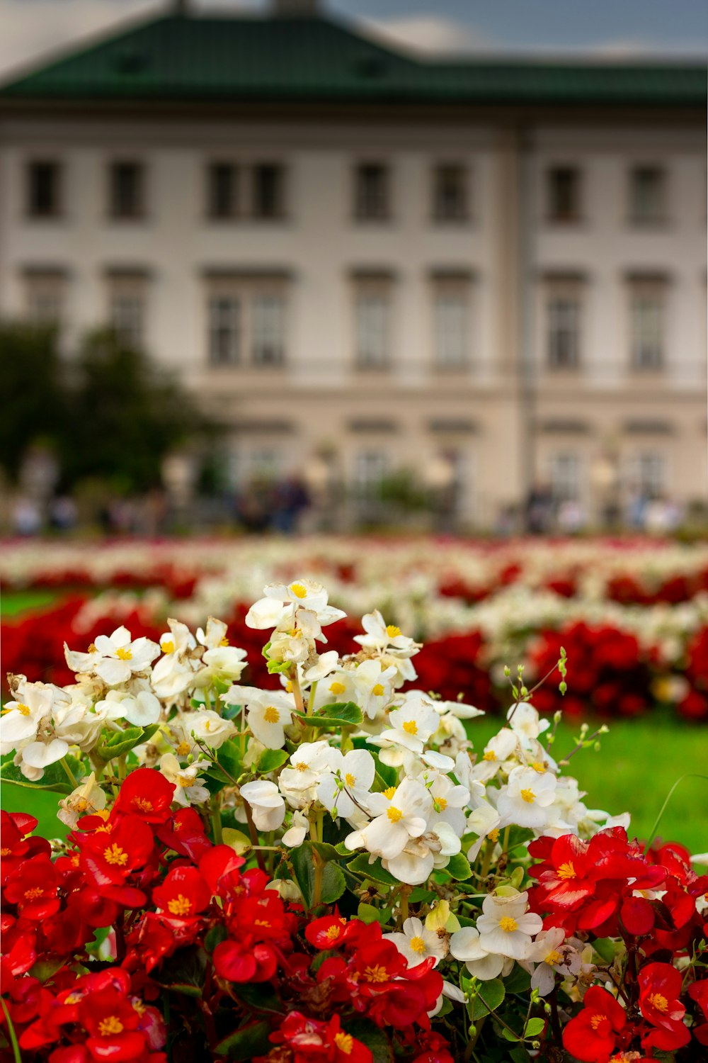 white and red flowers in tilt shift lens