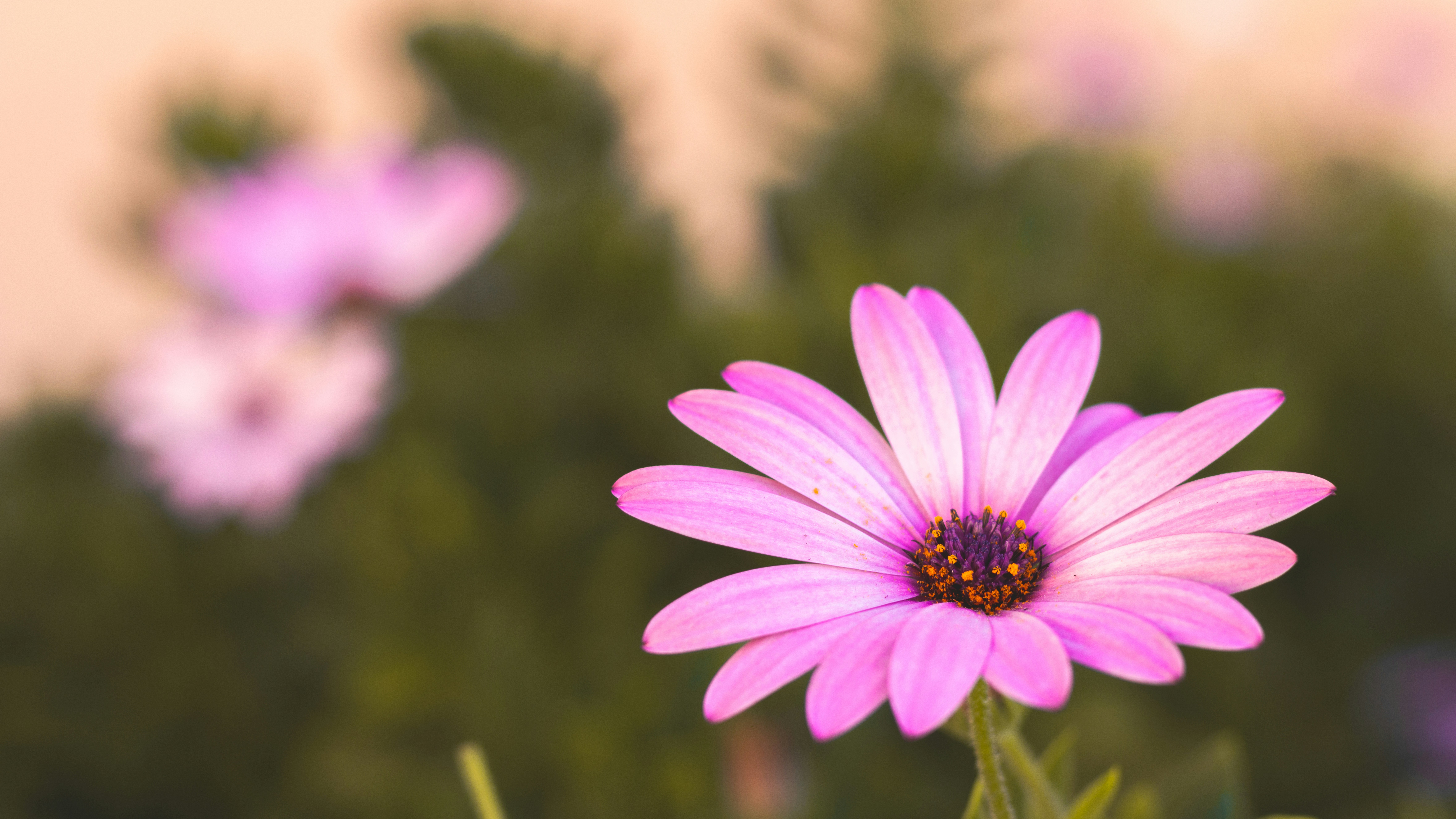 Photo by alandelacruz4